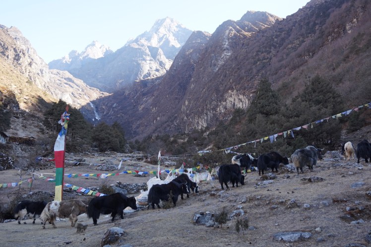Namche-Thame-Namche13