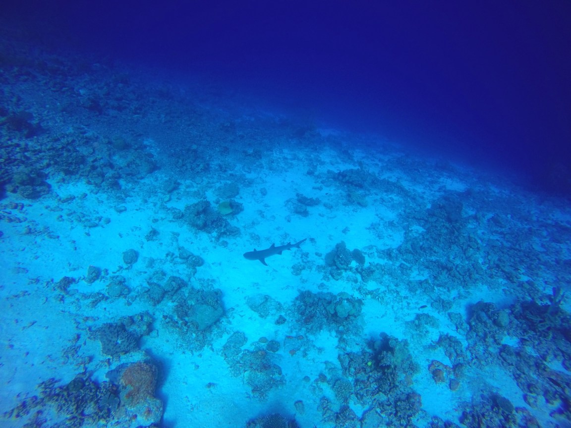 DCIM100GOPROGOPR1465.