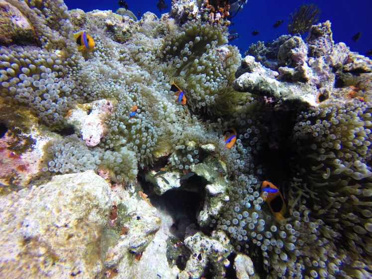 DCIM100GOPROGOPR1432.