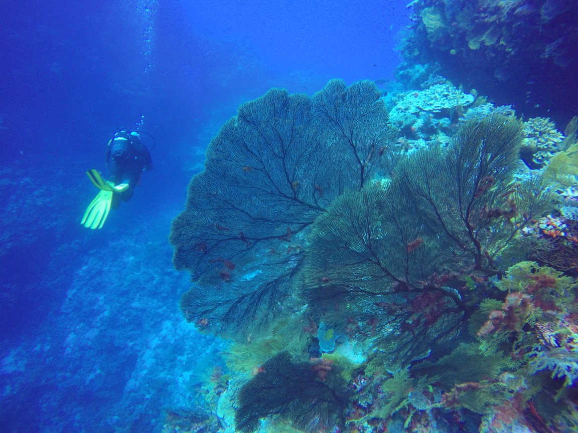 DCIM100GOPROGOPR1383.