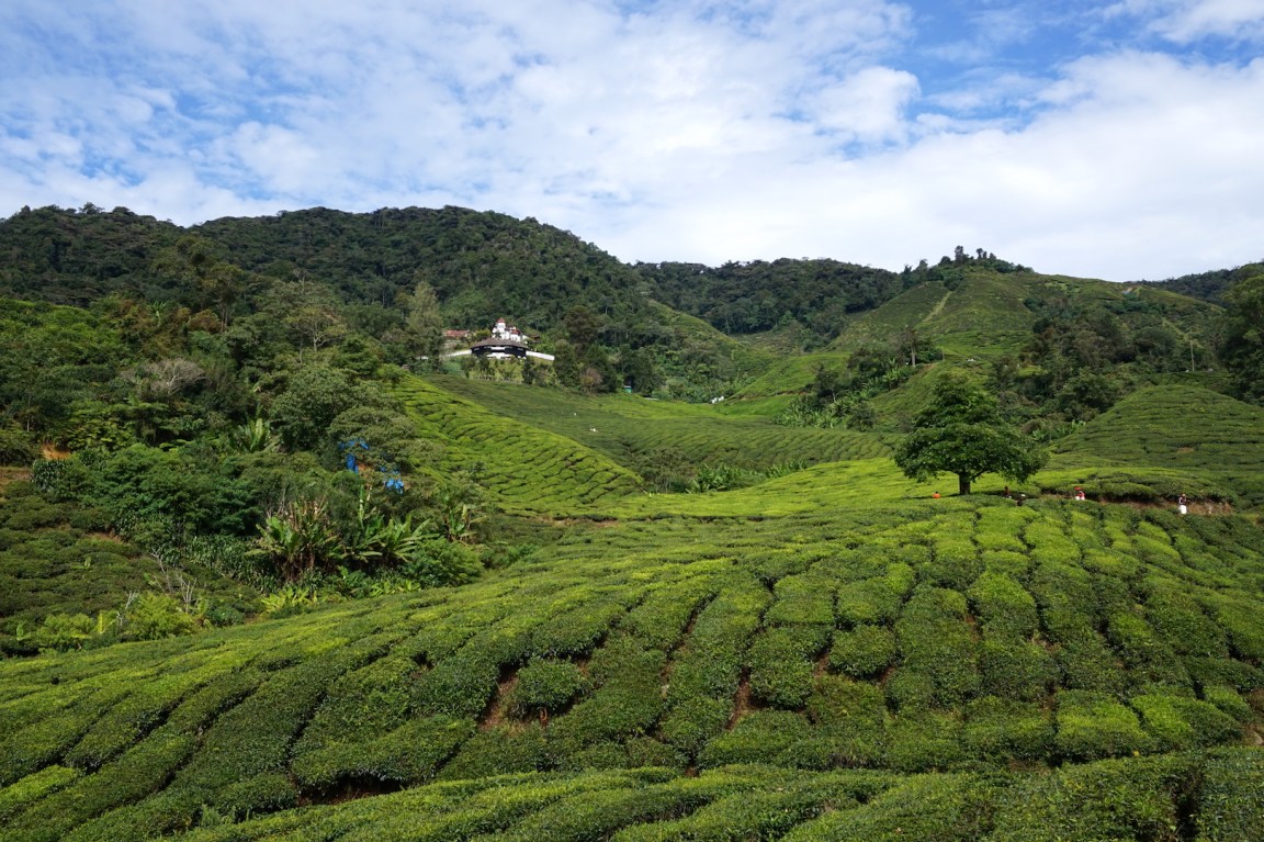 Cameron Highlands1