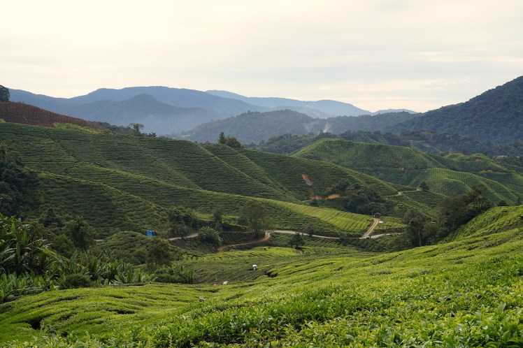 Cameron Highlands12