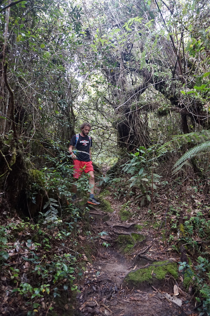 Cameron Highlands14