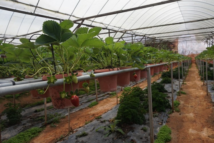 Cameron Highlands21