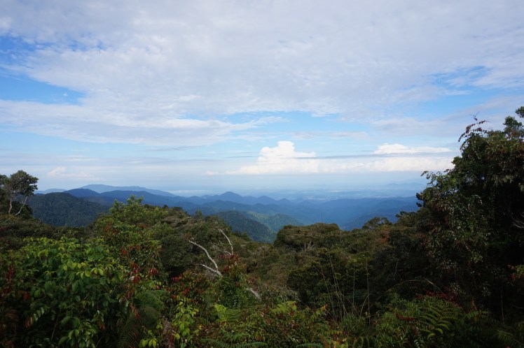 Cameron Highlands22