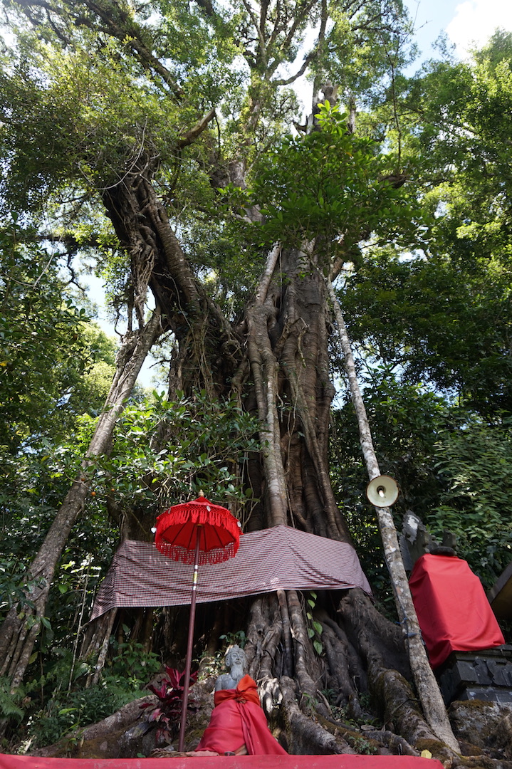 Pancasari-Munduk-Jatiluwih12