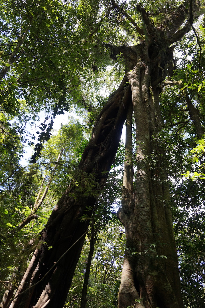 Pancasari-Munduk-Jatiluwih16