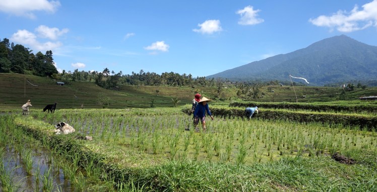 Pancasari-Munduk-Jatiluwih49