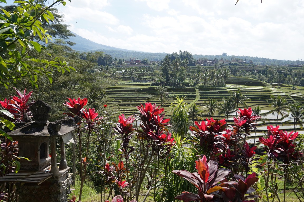 Pancasari-Munduk-Jatiluwih53