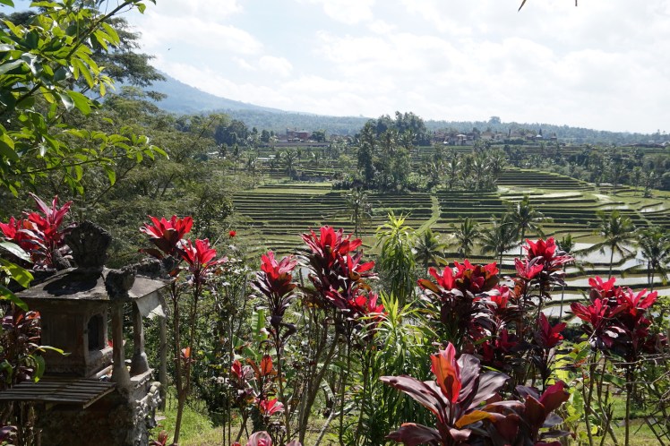 Pancasari-Munduk-Jatiluwih53