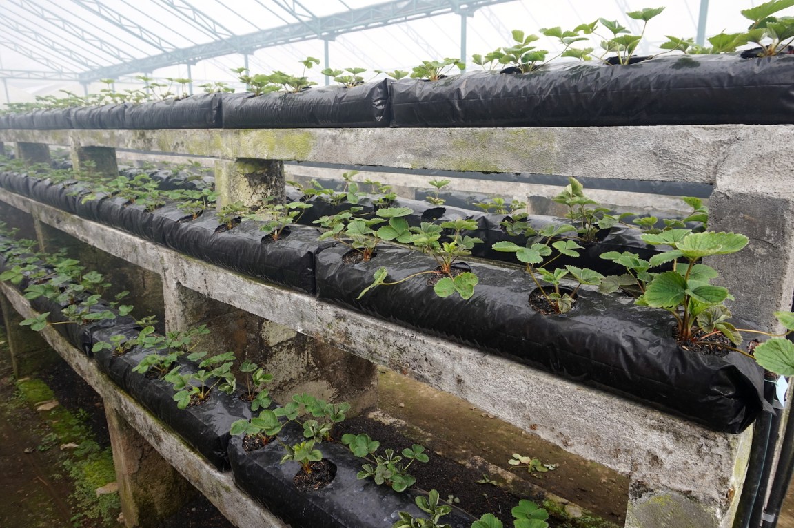 Pancasari-Munduk-Jatiluwih79