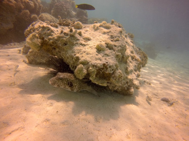 DCIM100GOPROGOPR1566.