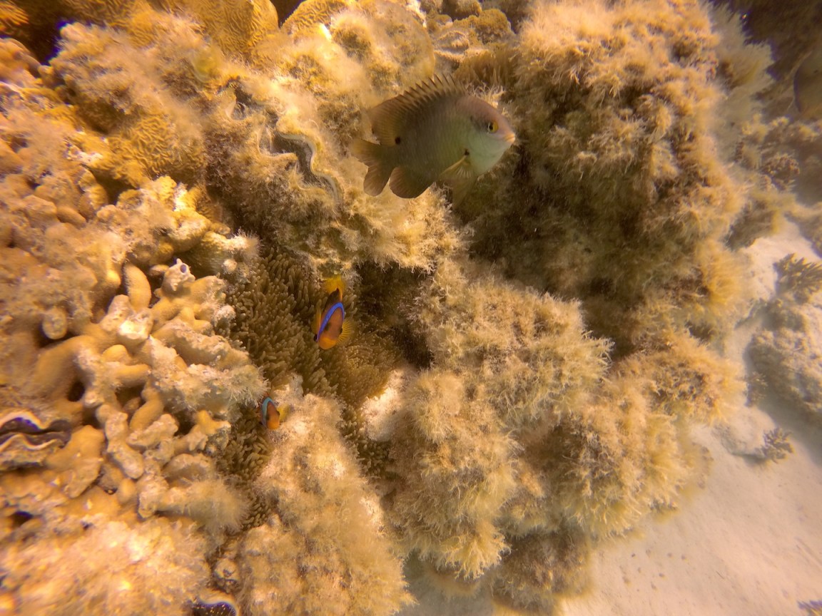 DCIM100GOPROGOPR1560.