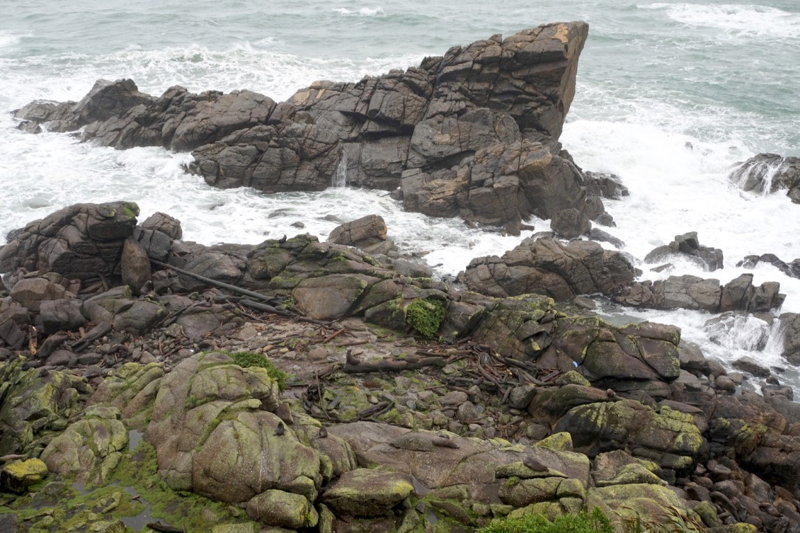 Colonie otaries Westport1