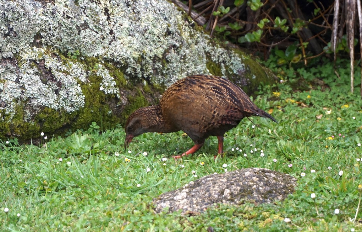 Colonie otaries Westport4