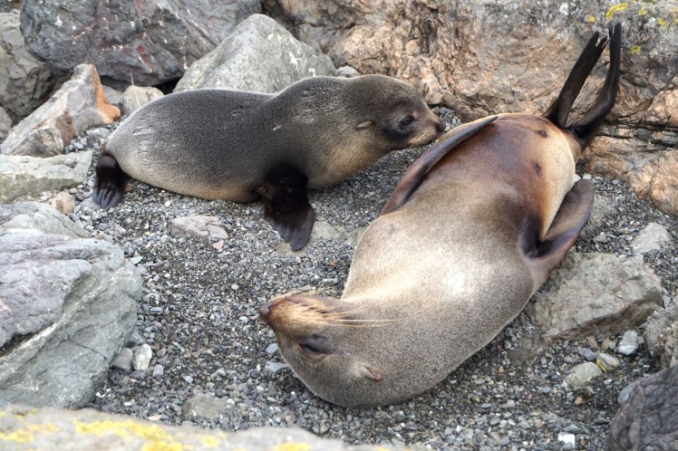 Sur la route de Cap Palliser14