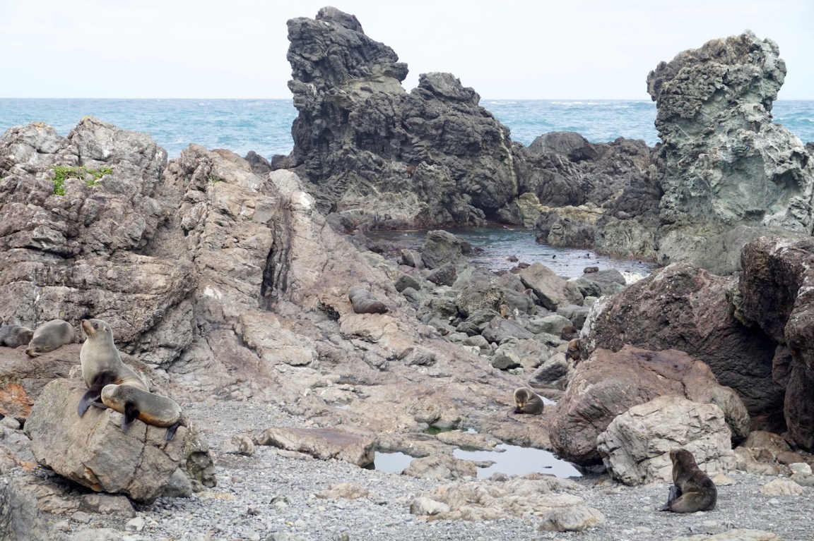 Sur la route de Cap Palliser16