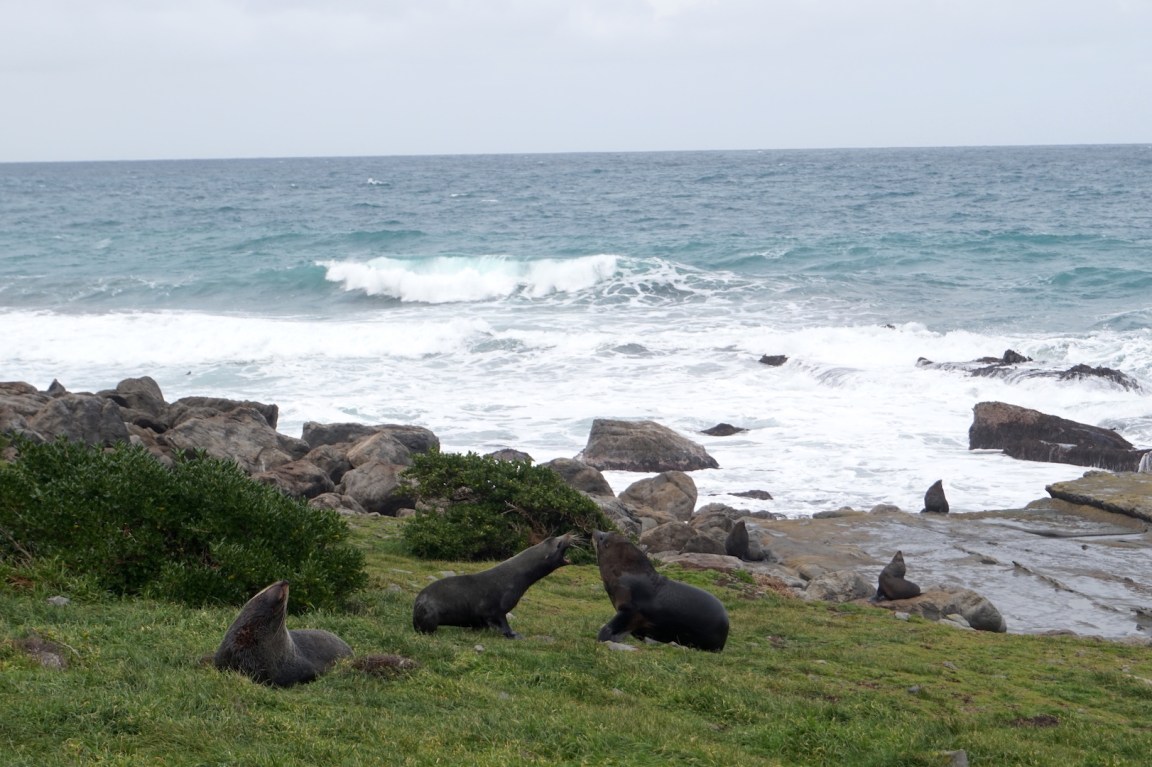 Sur la route de Cap Palliser30