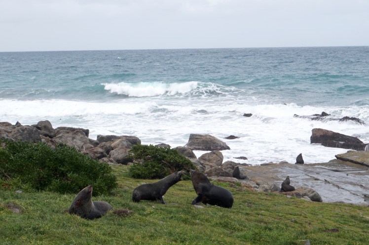 Sur la route de Cap Palliser30