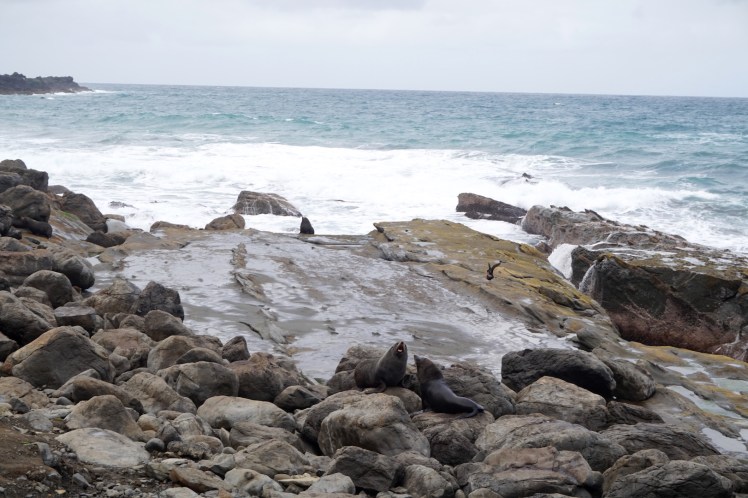 Sur la route de Cap Palliser35