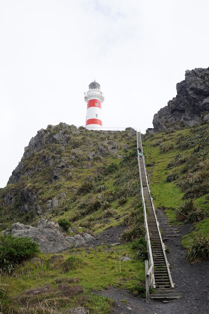 Sur la route de Cap Palliser9