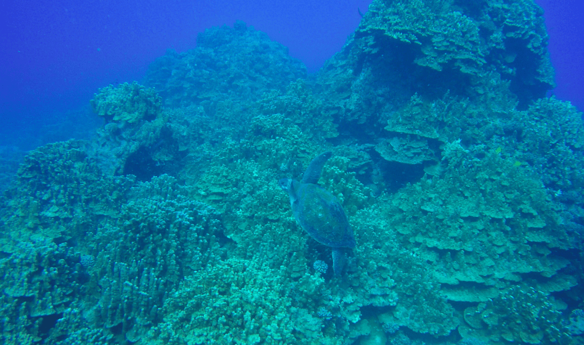 Plongée ile de Paques18