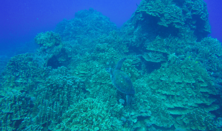 Plongée ile de Paques18