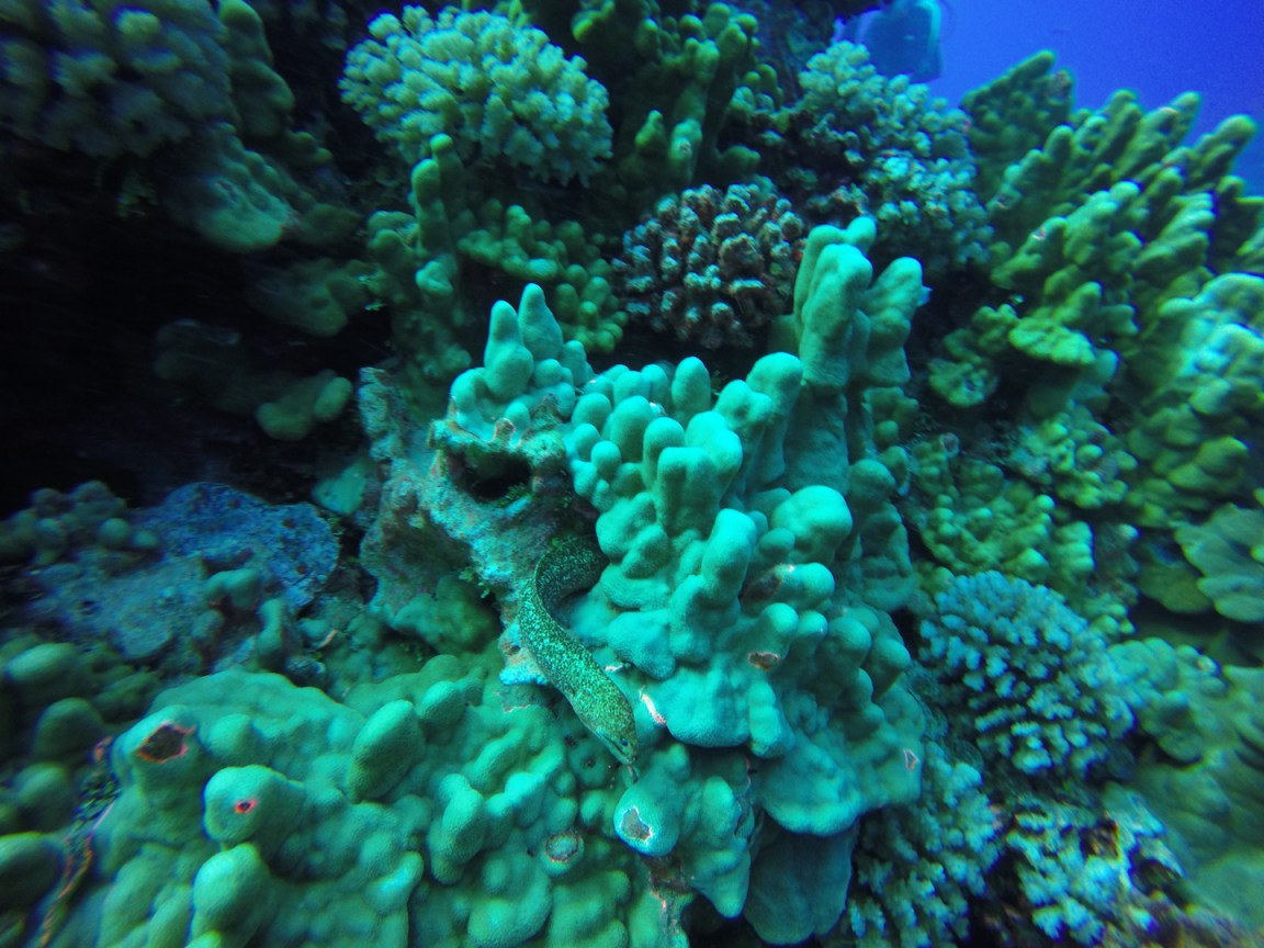 DCIM100GOPROGOPR1601.