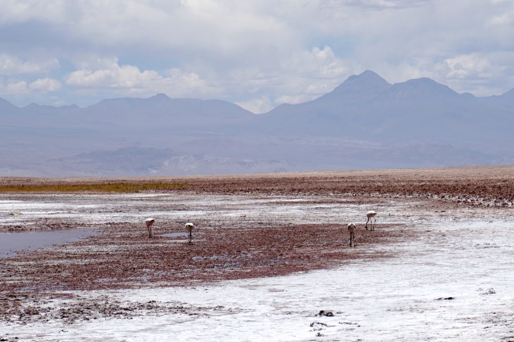 San Pedro de Atacama49