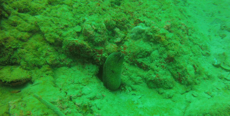 Plongée Isla Caño26