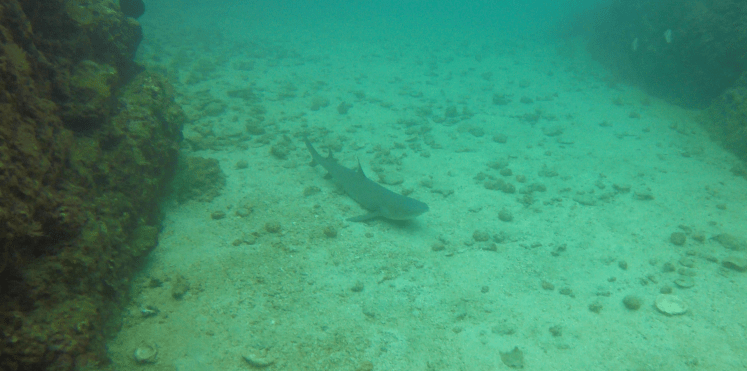 Plongée Isla Caño28