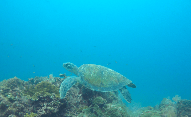 Plongée Isla Caño31