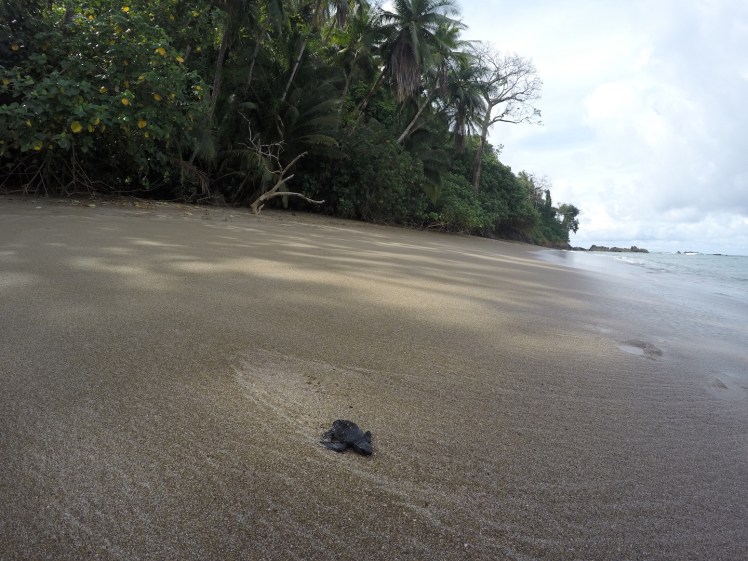 DCIM100GOPROGOPR1659.