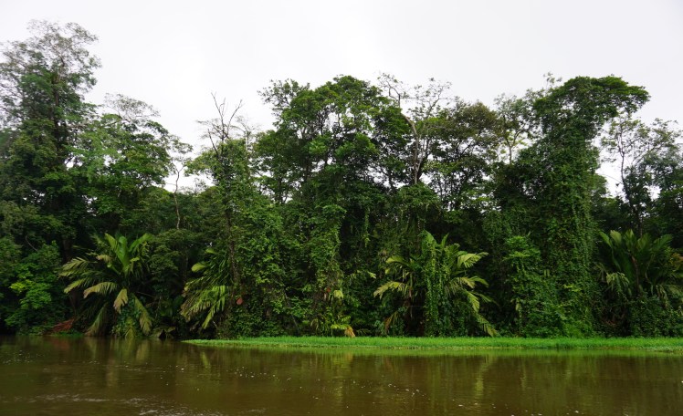 Tortuguero22